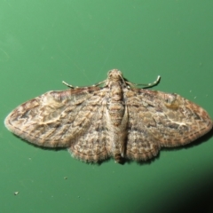 Chloroclystis insigillata at Flynn, ACT - 15 Apr 2022