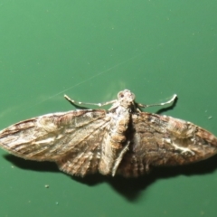 Chloroclystis insigillata at Flynn, ACT - 15 Apr 2022