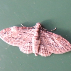 Chloroclystis insigillata at Flynn, ACT - 15 Apr 2022 06:02 PM