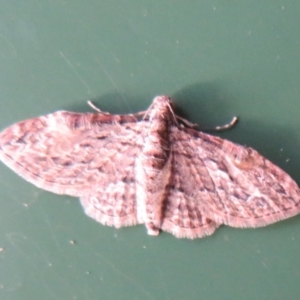 Chloroclystis insigillata at Flynn, ACT - 15 Apr 2022 06:02 PM