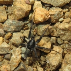 Unidentified Other hunting spider at Uriarra Village, ACT - 16 Apr 2022 by Christine