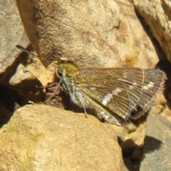 Taractrocera papyria (White-banded Grass-dart) at Sherwood Forest - 16 Apr 2022 by Christine