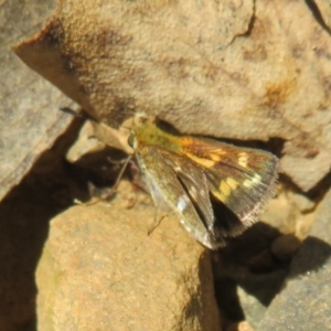 Taractrocera papyria at Coree, ACT - 16 Apr 2022