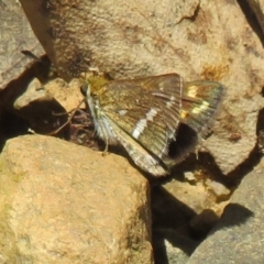 Taractrocera papyria at Coree, ACT - 16 Apr 2022