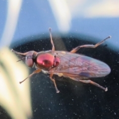 Antissa sp. (genus) (A soldier fly) at Sherwood Forest - 16 Apr 2022 by Christine