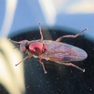 Antissa sp. (genus) at Coree, ACT - 16 Apr 2022