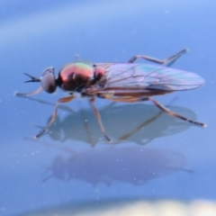 Antissa sp. (genus) at Coree, ACT - 16 Apr 2022