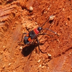 Dindymus versicolor (Harlequin Bug) at Googong Foreshore - 17 Apr 2022 by Christine