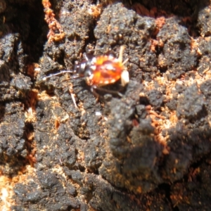Dindymus versicolor at Yarrow, NSW - 17 Apr 2022