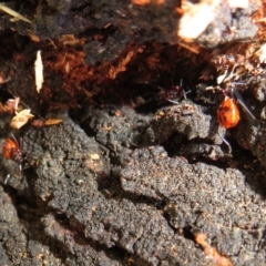 Dindymus versicolor at Yarrow, NSW - 17 Apr 2022