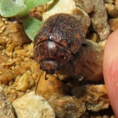 Trachymela sp. (genus) (Brown button beetle) at Googong Foreshore - 17 Apr 2022 by Christine