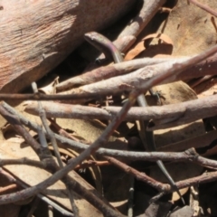 Lampropholis delicata (Delicate Skink) at Yarrow, NSW - 17 Apr 2022 by Christine