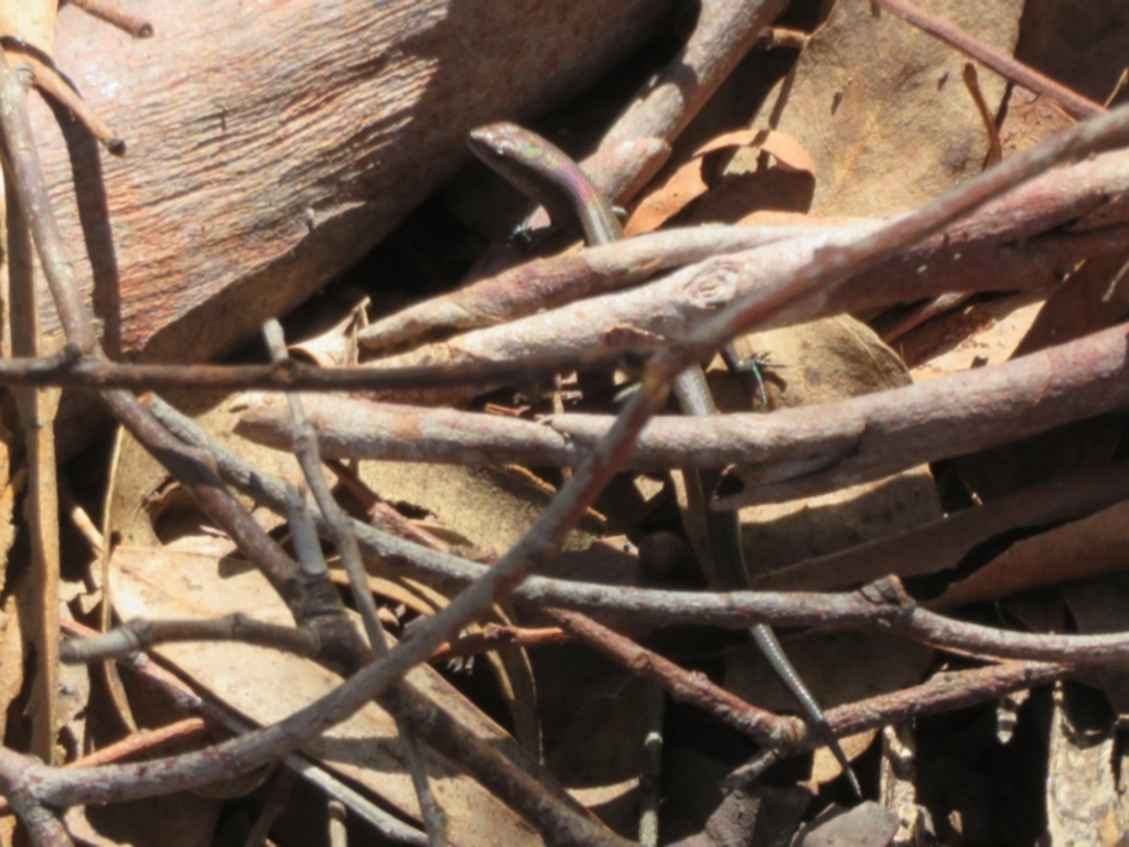 Lampropholis delicata at Yarrow, NSW - 17 Apr 2022