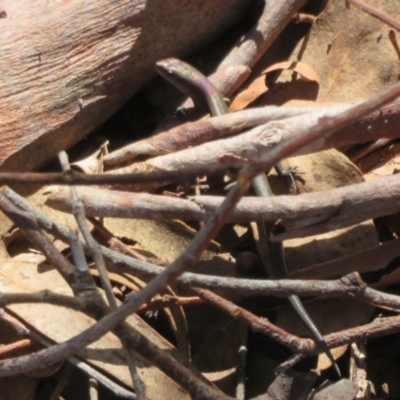 Lampropholis delicata (Delicate Skink) at Yarrow, NSW - 17 Apr 2022 by Christine
