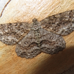 Ectropis fractaria (Ringed Bark Moth) at Googong Foreshore - 17 Apr 2022 by Christine