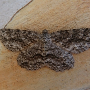 Ectropis fractaria at Yarrow, NSW - 17 Apr 2022