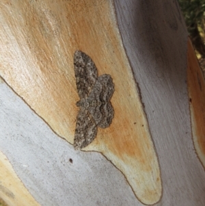 Ectropis fractaria at Yarrow, NSW - 17 Apr 2022 02:00 PM