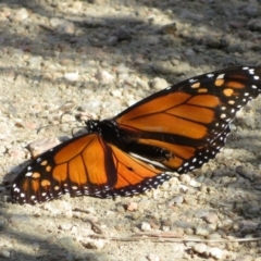 Danaus plexippus (Monarch) at Googong, NSW - 17 Apr 2022 by Christine