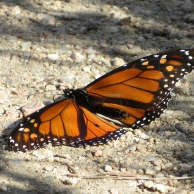 Danaus plexippus (Monarch) at Googong Foreshore - 17 Apr 2022 by Christine