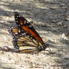 Danaus plexippus at Googong, NSW - 17 Apr 2022