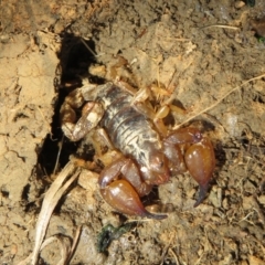 Urodacus manicatus (Black Rock Scorpion) at QPRC LGA - 17 Apr 2022 by Christine