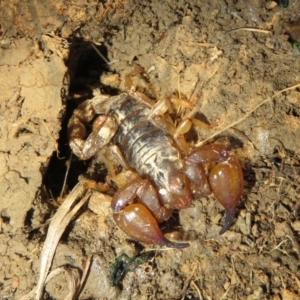 Urodacus manicatus at Googong, NSW - 17 Apr 2022