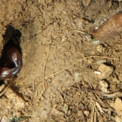 Urodacus manicatus at Googong, NSW - 17 Apr 2022