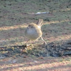 Poodytes gramineus (Little Grassbird) at Fyshwick, ACT - 17 Apr 2022 by Christine