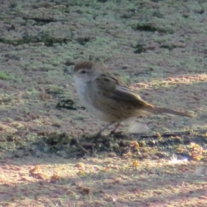 Poodytes gramineus at Fyshwick, ACT - 17 Apr 2022 04:46 PM