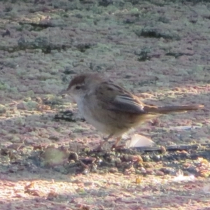 Poodytes gramineus at Fyshwick, ACT - 17 Apr 2022 04:46 PM