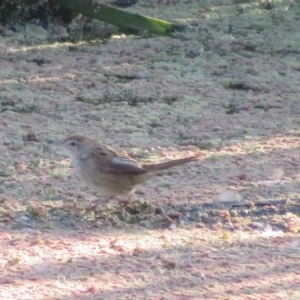 Poodytes gramineus at Fyshwick, ACT - 17 Apr 2022 04:46 PM