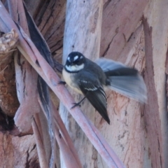 Rhipidura albiscapa (Grey Fantail) at Fyshwick, ACT - 17 Apr 2022 by Christine