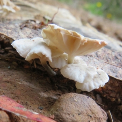 Unidentified Other fungi on wood at Lower Cotter Catchment - 18 Apr 2022 by Christine