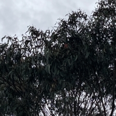 Callocephalon fimbriatum (Gang-gang Cockatoo) at Deakin, ACT - 19 Apr 2022 by IanBurns