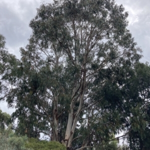 Callocephalon fimbriatum at Deakin, ACT - 19 Apr 2022