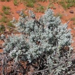 Unidentified Other Shrub at Petermann, NT - 12 Mar 2010 by jksmits