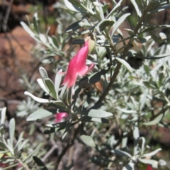 Eremophila latrobei (Crimson Turkey Bush) at Angas Downs IPA - 12 Mar 2010 by jks