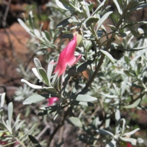 Eremophila latrobei at Petermann, NT - 12 Mar 2010 12:37 PM