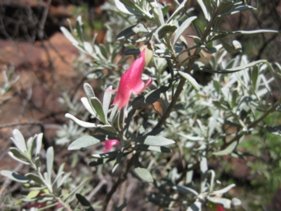 Eremophila latrobei (Crimson Turkey Bush) at Petermann, NT - 12 Mar 2010 by jks