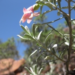 Eremophila latrobei at Petermann, NT - 12 Mar 2010