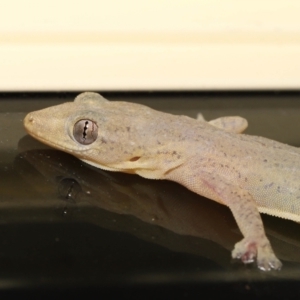 Hemidactylus frenatus at Wellington Point, QLD - 29 Mar 2022