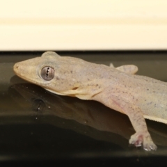 Hemidactylus frenatus (Asian House Gecko) at Wellington Point, QLD - 29 Mar 2022 by TimL