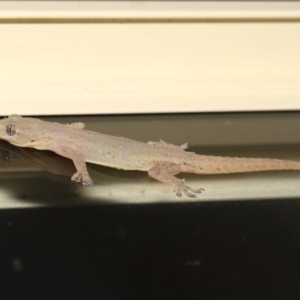 Hemidactylus frenatus at Wellington Point, QLD - suppressed