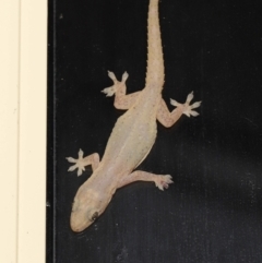 Hemidactylus frenatus at Wellington Point, QLD - 29 Mar 2022