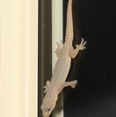 Hemidactylus frenatus at Wellington Point, QLD - suppressed