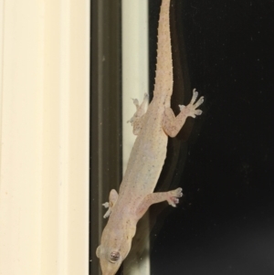 Hemidactylus frenatus at Wellington Point, QLD - suppressed