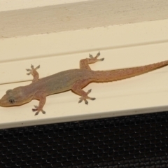 Hemidactylus frenatus at Wellington Point, QLD - suppressed