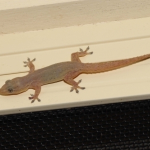 Hemidactylus frenatus at Wellington Point, QLD - suppressed