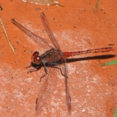 Diplacodes bipunctata (Wandering Percher) at Wellington Point, QLD - 29 Mar 2022 by TimL