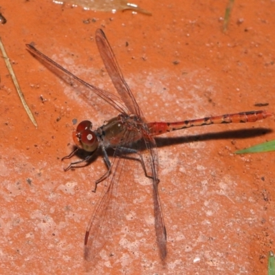 Diplacodes bipunctata (Wandering Percher) at Wellington Point, QLD - 29 Mar 2022 by TimL